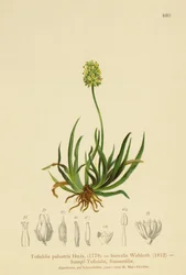 Skotský asfodel (Tofieldia calyculata, Tofieldia palustris, Tofieldia borealis, Tofieldia pusilla)