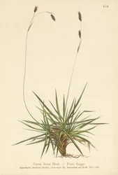Ostřice (Carex firma)