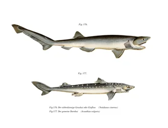 Sharpnose Sevengill Shark (barevná lito)