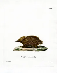Echidna s krátkým zobákem (barevná rytina)