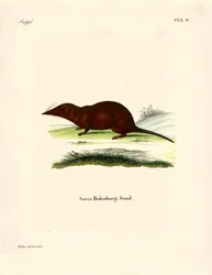 rejsek (barevné rytí)