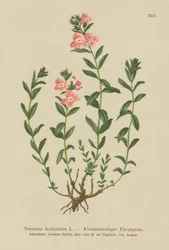 Rozrazil keřovitý (Veronica fruticulosa, Veronica frutescens)