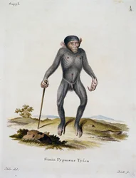 Simia pygmaeus, od savců ilustrovaných z přírody s popisy, Johann Christian Daniel von Schreber (1739-1810), rytina IC Bock, Německo
