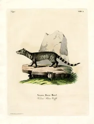 Malá indická cibetka (barevná rytina)