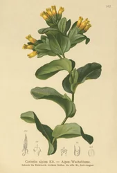 Medovka hladká (Cerinthe alpina, Cerinthe glabra subsp. glabra)