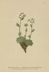 Sněhově bílá osuška (Draba nivea)