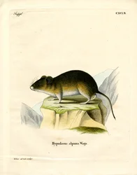 Hraboš sněžný (barevné rytí)