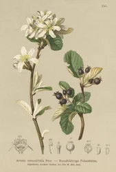 Sněžný mespilus (Aronia rotundifolia, Amelanchier ovalis)