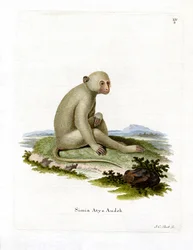 Sooty Mangabey (barevná rytina)
