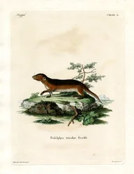 Southern Red-sided Opossum (barevné rytí)