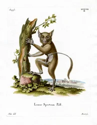 Spectral Tarsier (barevné rytí)