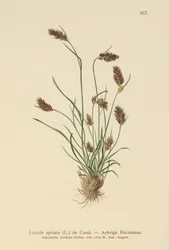 Třešeň klasnatá (Luzula spicata)