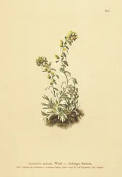 Pelyněk klasnatý (Artemisia spicata, Artemisia bocconei, Artemisia genipi)