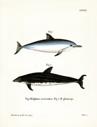 Spinner Dolphin (barevná rytina)