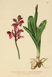 Orchidej špiclíky (Orchis Spitzelii)