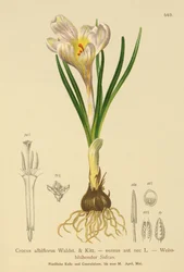 Jarní krokus (Crocus albiflorus, Crocus vernus)