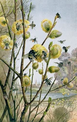 Jaro ve světě hmyzu, deska od Brehmse Tierleben: Allgemeine Kunde des Tierreichs, díl 9, str. 216, vydal Bibliographisches Institut, 1892