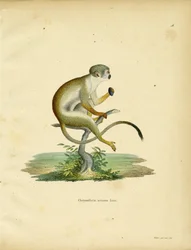 Squirrel Monkey (barevná rytina)