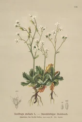 Lomikámen hvězdný (Saxifraga stellaris)