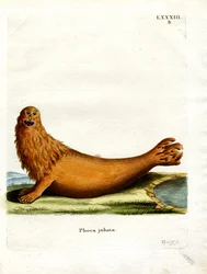 Steller Sea Lion (barevná rytina)