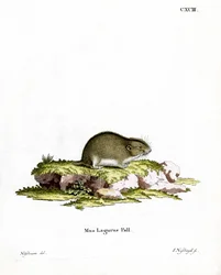Lemming stepní (barevné rytí)