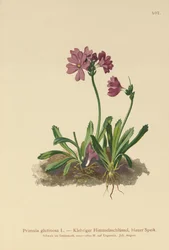Prvosenka lepkavá (Primula glutinosa)