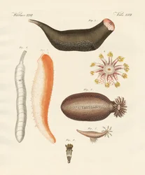 Podivné holoturie