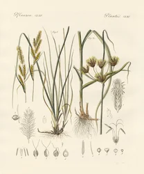 Podivné trávy (barevné rytí)