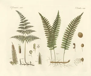 Podivné trávy (barevné rytí)