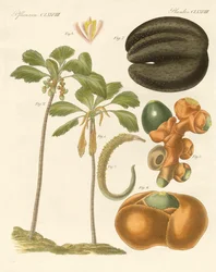 Podivné rostliny