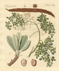 Podivné rostliny