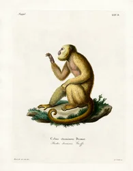 Slámově zbarvený Howler (barevné rytí)