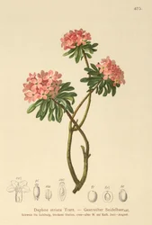 Daphne pruhovaná (Daphne striata)