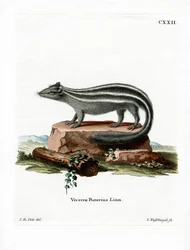Pruhovaný skunk (barevné rytí)