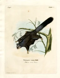 Sugar Squirrel (barevné gravírování)
