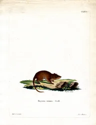 Swamp Antechinus (barevná rytina)