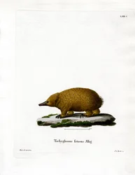Tasmánská echidna krátkozobá (barevná rytina)