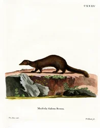 Tayra (barevné rytí)