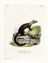 Tayra (barevné rytí)