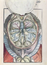 Mozek z knihy Ophthalmodouleia od Georga Bartische (1535-1636) vydané v Drážďanech v roce 1583 (kolorovaný dřevoryt)
