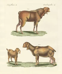 Egyptská koza (barevná rytina)