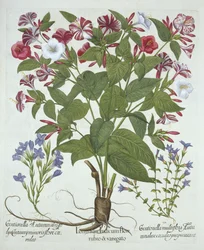 The Marvel of Peru and Two Varieties of Gentian, from Hortus Eystettensis, by Basil Besler (1561-1629), pub. 1613 (ručně kolorovaná rytina)