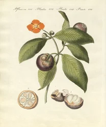 Strom mangostanu (barevná rytina)