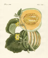 Meloun (barevné rytí)