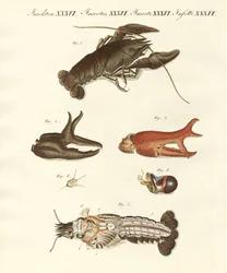 Ošklivý říční krab (barevná rytina)