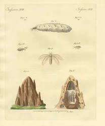 termiti
