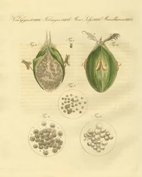 Ustilaginomycotina pšenice (barevné rytí)
