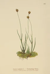 Střecha třítrupá (Juncus triglumis)