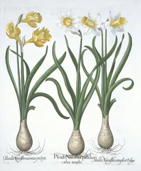 Tři pseudonarcisi, od Hortus Eystettensis, od Basila Beslera (1561-1629) hospoda. 1613 (ručně kolorovaná rytina)