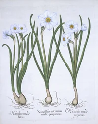 Tři bílé narcisy, od Hortus Eystettensis, od Basila Beslera (1561-1629) hospoda. 1613 (ručně kolorovaná rytina)